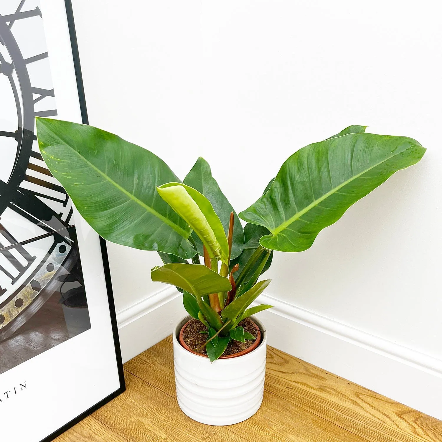 50 - 70cm Philodendron Imperial Green 17cm Pot House Plant