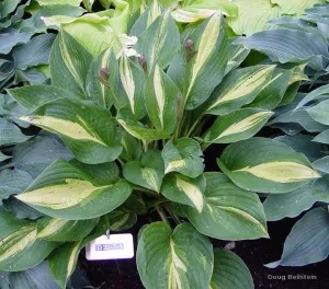 Broad Street Hosta