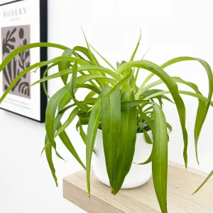 Chlorophytum Green Bonnie 12cm Pot House Plant