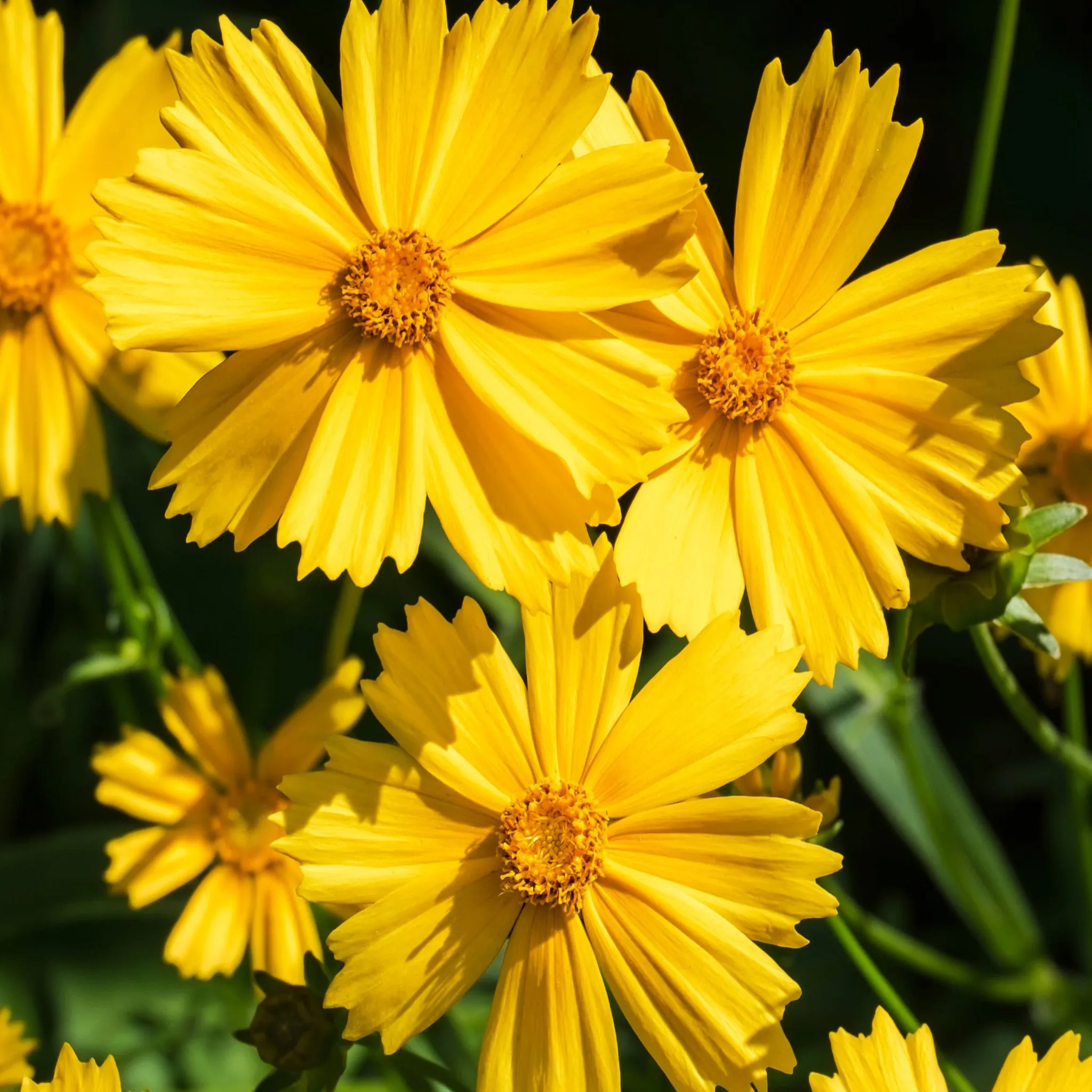 Coreopsis grandiflora 'Illico' 9cm/1.5L