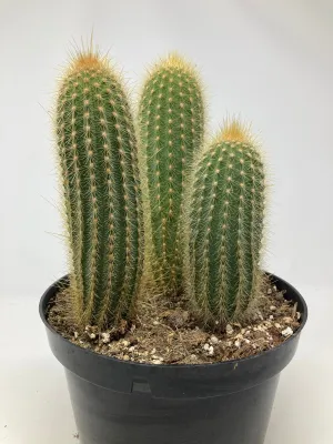 Espostoa Guentheri 'Yellow Cactus'