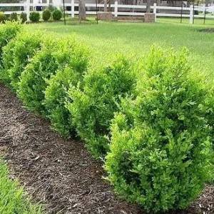 Green Mountain Boxwood