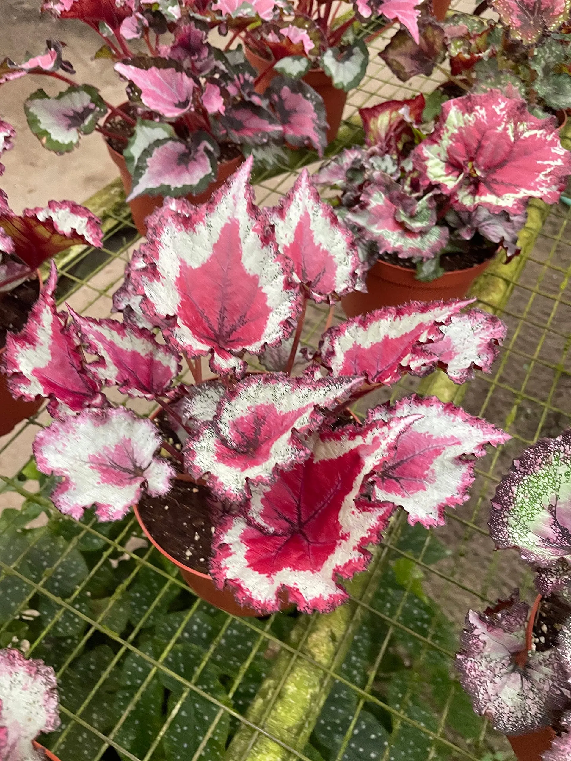 Harmony's Raspberry Beret, in a 6 inch Pot,  Begonia rex