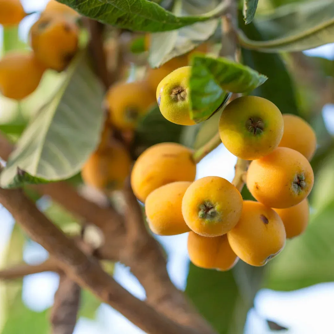 Loquat Japanese Plum