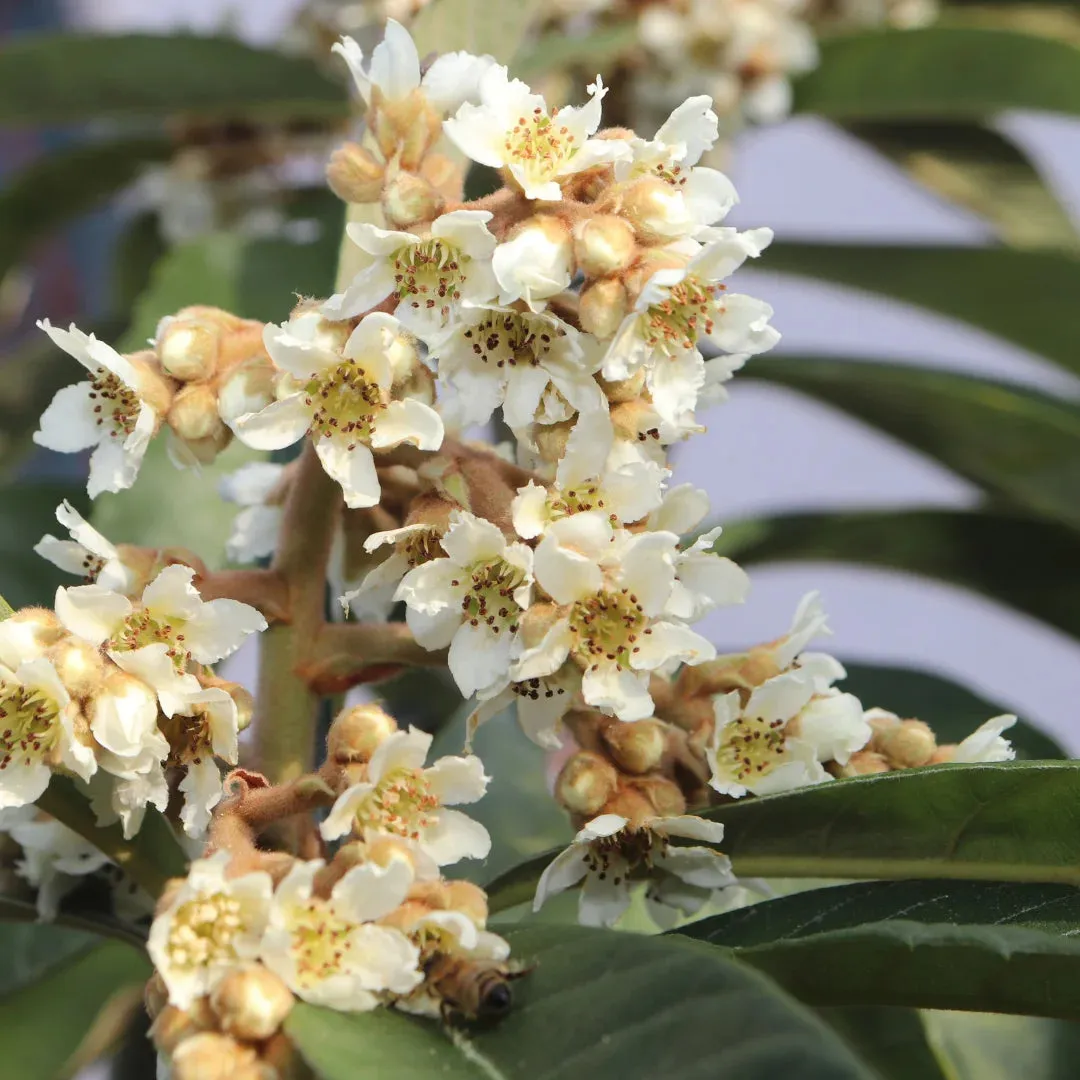 Loquat Japanese Plum