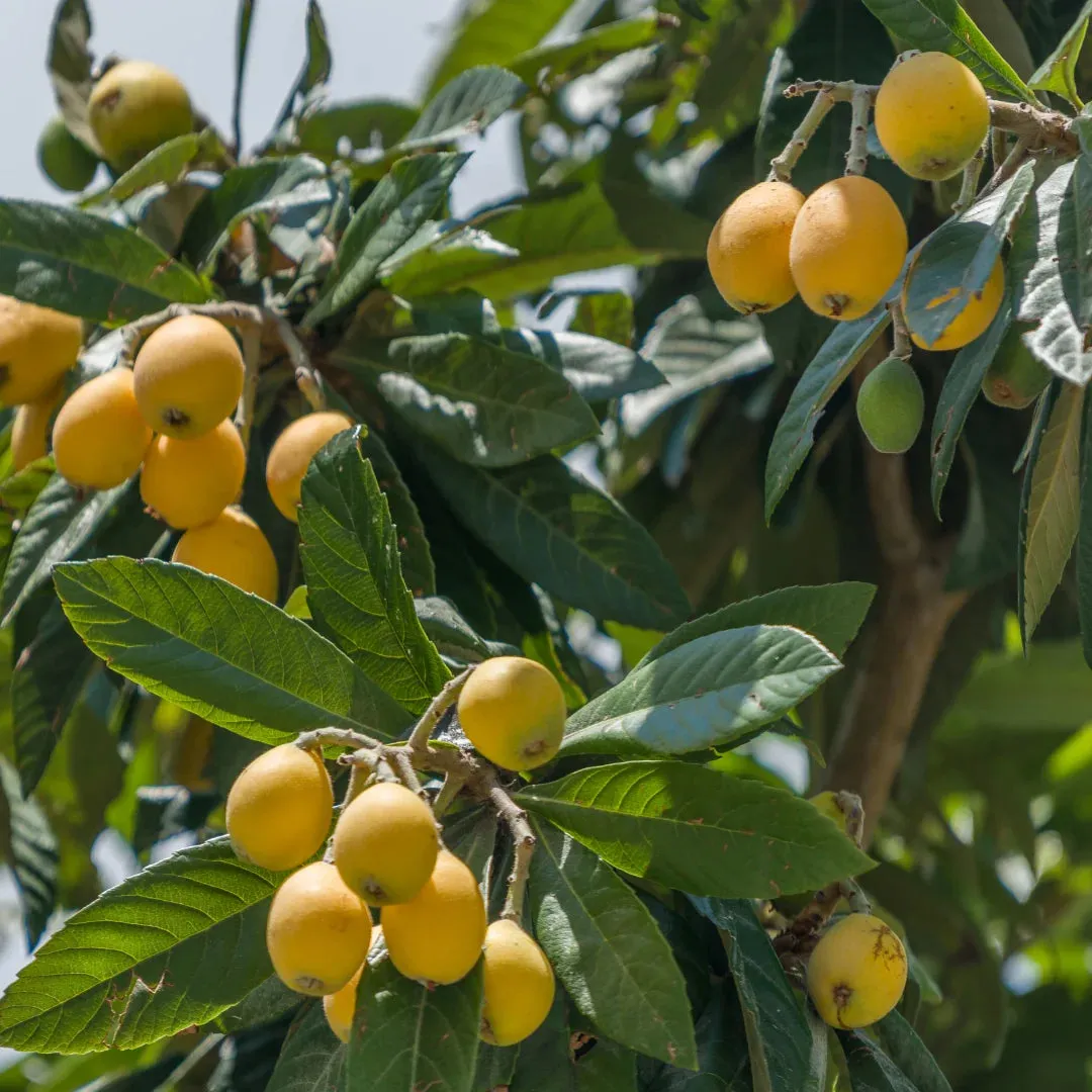 Loquat Japanese Plum