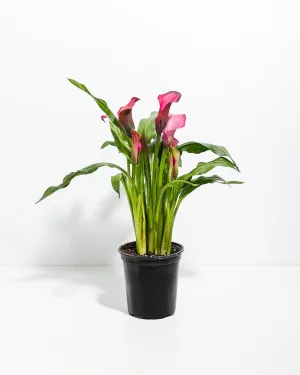 Pink Calla Lily