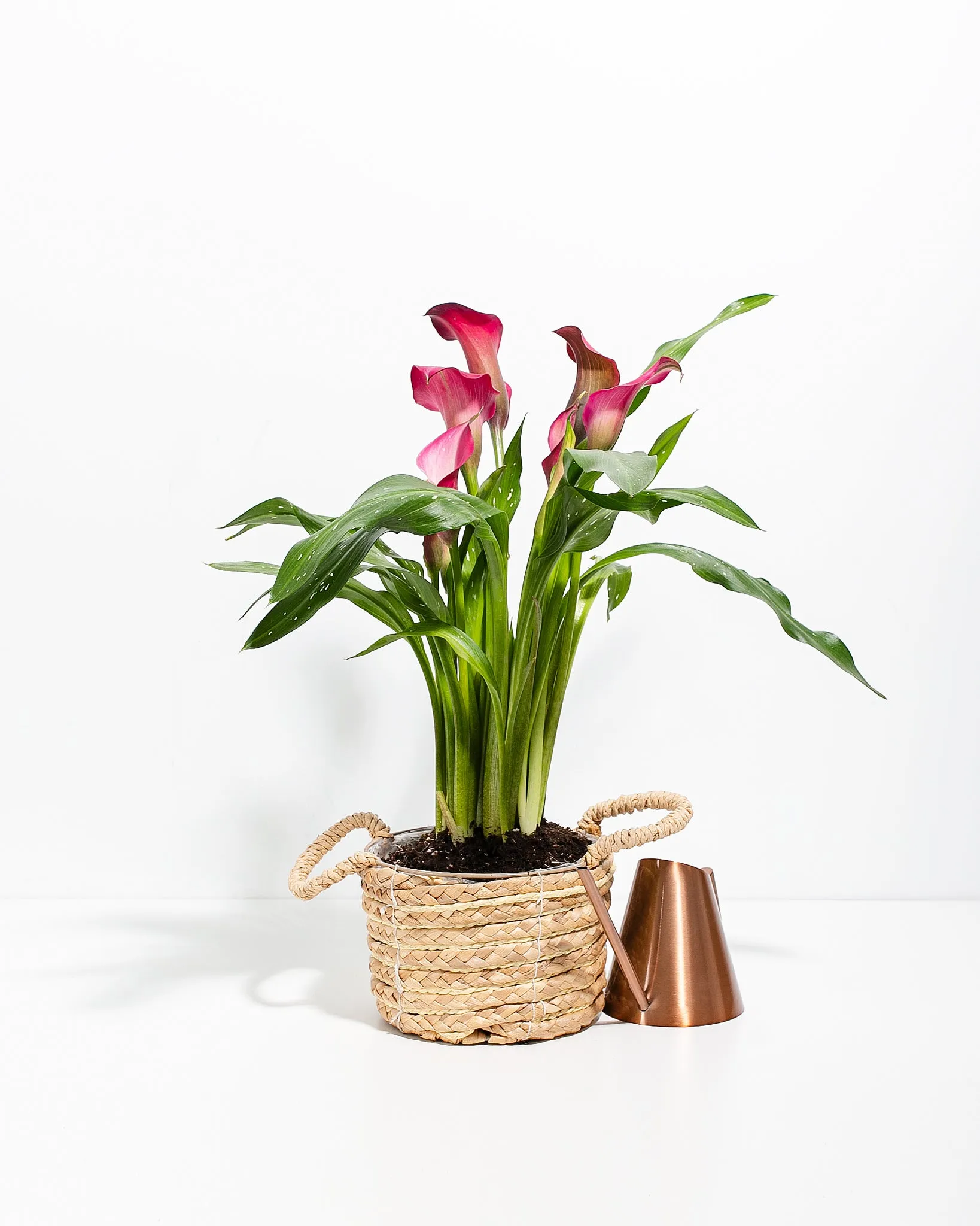 Pink Calla Lily