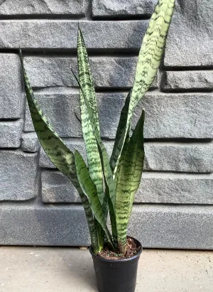 Sanseveria: Zeylanica 4"